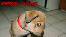 狗狗之间的明争暗斗！泰迪：你过来啊，中华田园犬：揍你哦！