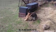 猫狗都不是袋鼠的对手，被治得服服帖帖的，袋鼠：俺一招走天下