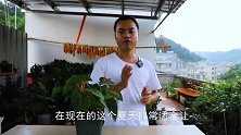 红掌养不开花？2个“催花”方法，半个月长满花苞