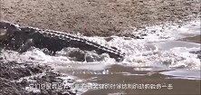 清澈见底的河流中，一条巨大的鳄鱼正缓慢前行，无人机拍下全过程