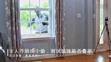 主人乔装小偷进家里偷东西，测试猫咪能否看家，猫却看懵了