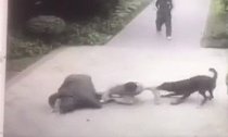 福州一黑犬拖拽撕咬男子致多处受伤 主人：狗受惊打它三拳才停下