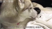 被哈士奇带大的猫咪，透着一股霸气！