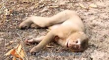 小猴子贪玩触电，路人不送医而是将其埋进沙子中，结果令人意外！