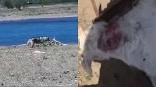 齐齐哈尔一村庄疑有4只野狼出没，有村民称自家羊被咬死