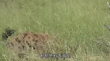 鬣狗最害怕的天敌，遇见只有死路一条，狮子见了都躲着走
