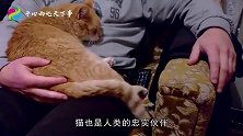 猫真的有9条命吗科学家残忍实验，把猫从高楼扔下得知真相