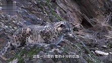 岩羊被豹子逼上死路，本以必死无疑，下一秒意外发生了！