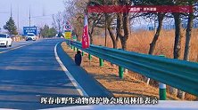 吉林国道现“巨鸟”过马路，神情淡定，当地：是“座山雕”，开春时节出来觅食