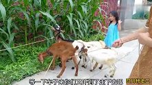 一家四口出门放羊，人手一只小羊羔，感觉比遛狗有意思