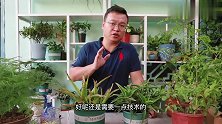 芦荟养活容易，想养好就要注意4好养护方式，叶片绿油油的