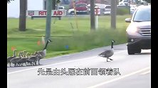 大雁妈妈们带着宝宝过马路，汽车见了也得让路，犹如皇帝出行
