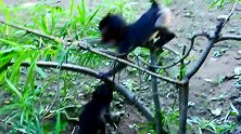 小猴子们在一起打闹，跟小孩子一样！