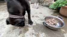 猛犬卡斯罗吃鸡肉，几分钟吃完一盆！