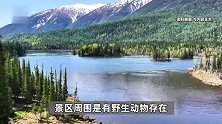 阿勒泰一骑马人被棕熊一路追逐？网友直呼好吓人，景区：系旧视频