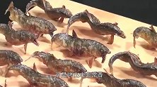 日本最独特的烤鱼，制作过程相当残忍，看着都感觉到痛