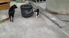 狗狗欺负路过的猫，被揍一顿老实多了，太逗了