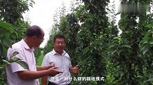 梨树太高不好采果？还不通风透光，大家可以采用柱状栽培！