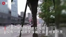 太励志了！仅有一层皮扔支撑着，这棵树依然长路边枝繁叶茂！