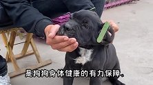 狗狗定期驱虫有什么好处