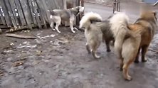 激动的高加索牧羊犬，发现死对头，疯狂吼叫恨不得咬烂铁网