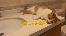 猫咪霸占洗手台，任凭铲屎官怎样威胁都不为所动，这是想洗澡了？
