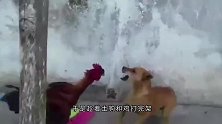 土狗和鸡打完架，主人把鸡宰了，下秒狗狗把全家人都逗乐了
