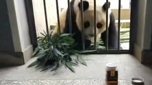 熊猫：哎呀呀，还差一点点，我就能吃上蜂蜜啦！