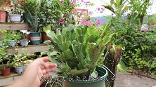 蟹爪兰叶片发软，赶紧的处理，不然影响开花了