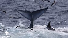澳大利亚：一条15米长蓝鲸误入繁殖地被75只虎鲸吃掉