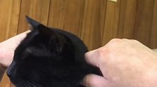 邻居老是捏黑猫的脸，但又不好意思说，怎么办啊