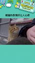 小橘子好可怜，想抱回家橘猫的表情好让人心疼 娱乐播报台