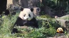 吃竹叶的熊猫宝宝圆仔，萌嘟嘟，又乖巧又可爱，太讨人喜欢了