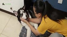 狗狗郁郁寡欢，女子使出浑身解数哄它开心，愿所有的毛孩子都快乐