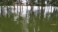 防护林里水深2米多，6米3鱼竿挂玉米钓，最狠一口5秒切线