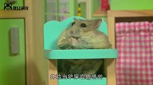 仓鼠向主人扔便便，是什么意思你可能还不知道