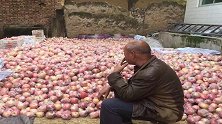 山西1800万斤苹果滞销？村主任否认：与事实不符 系悲情营销