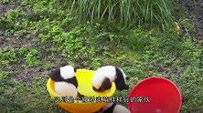饲养员清理熊猫园，拿走了团子的竹子，熊猫：我跟你拼了