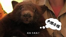 《女行》第三集：凯恩斯鳄鱼园惨遭浣熊放屁，太响太臭