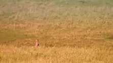 草原上奔跑的剑齿虎，能被一只鹿按倒？不可能的！