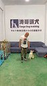 训练这只小柯基，差点翻车了还好涛哥大小都通吃哈哈哈哈萌宠出道计划 柯基宠物 贵阳训犬