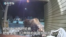 2只驼鹿饿极了，闯入居民区偷吃住户盆栽，监控录下搞笑一幕