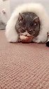 猫：铲屎的，你给我打扮成这样我咋出去玩儿呀！