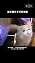 加菲猫有多好吃懒做#最IN资讯
