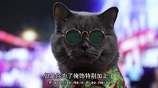 猫咪出演的《食神》，演技和星爷有的一拼