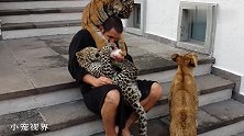 铲屎官抱着豹子喂瓶瓶奶，这可把小脑斧气得不轻：说好只宠我的