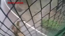 动物园动物攻击人类视频，感觉都不敢去动物园了