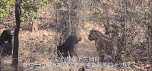 老虎尾随黑熊想打闷棍，谁知被黑熊吊打，老虎：打不赢我就泡个澡