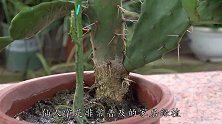 仙人掌细又长，2个关键做法可挽救，让它长得肥肥壮壮的