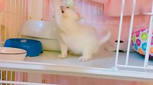 小猫太顽皮掉下来，被眼疾手快的主人一下托住